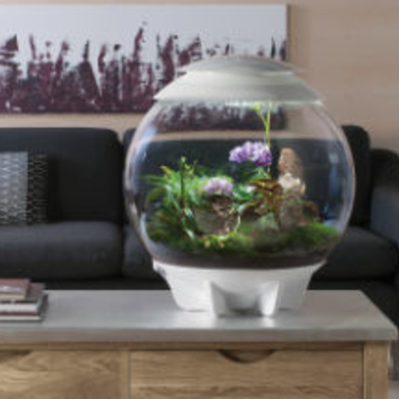 Terrarium Keeping