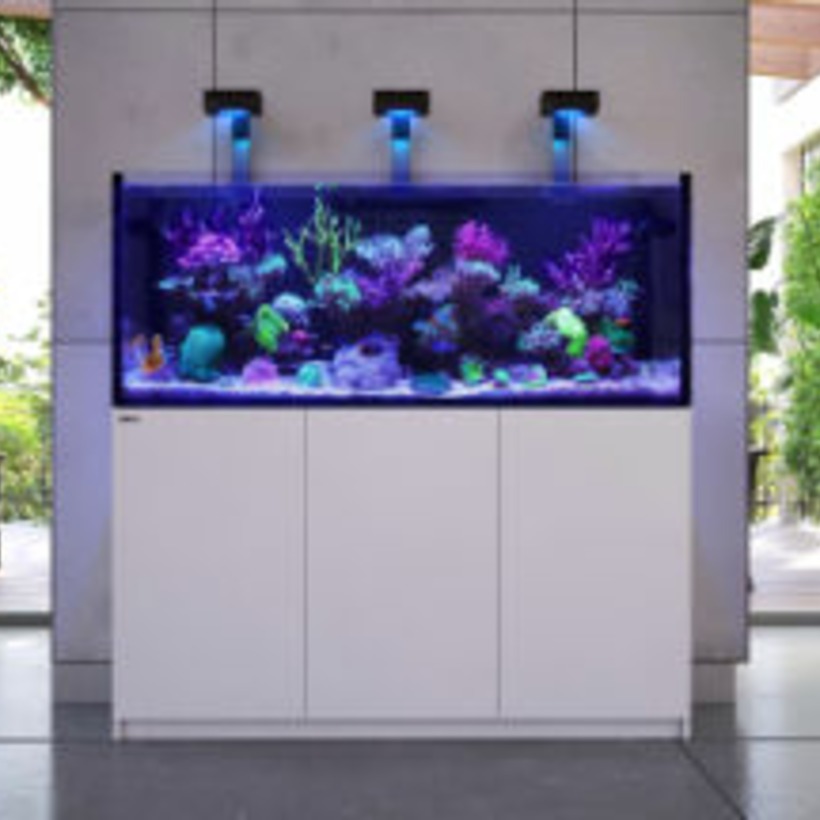 Saltwater Aquarium